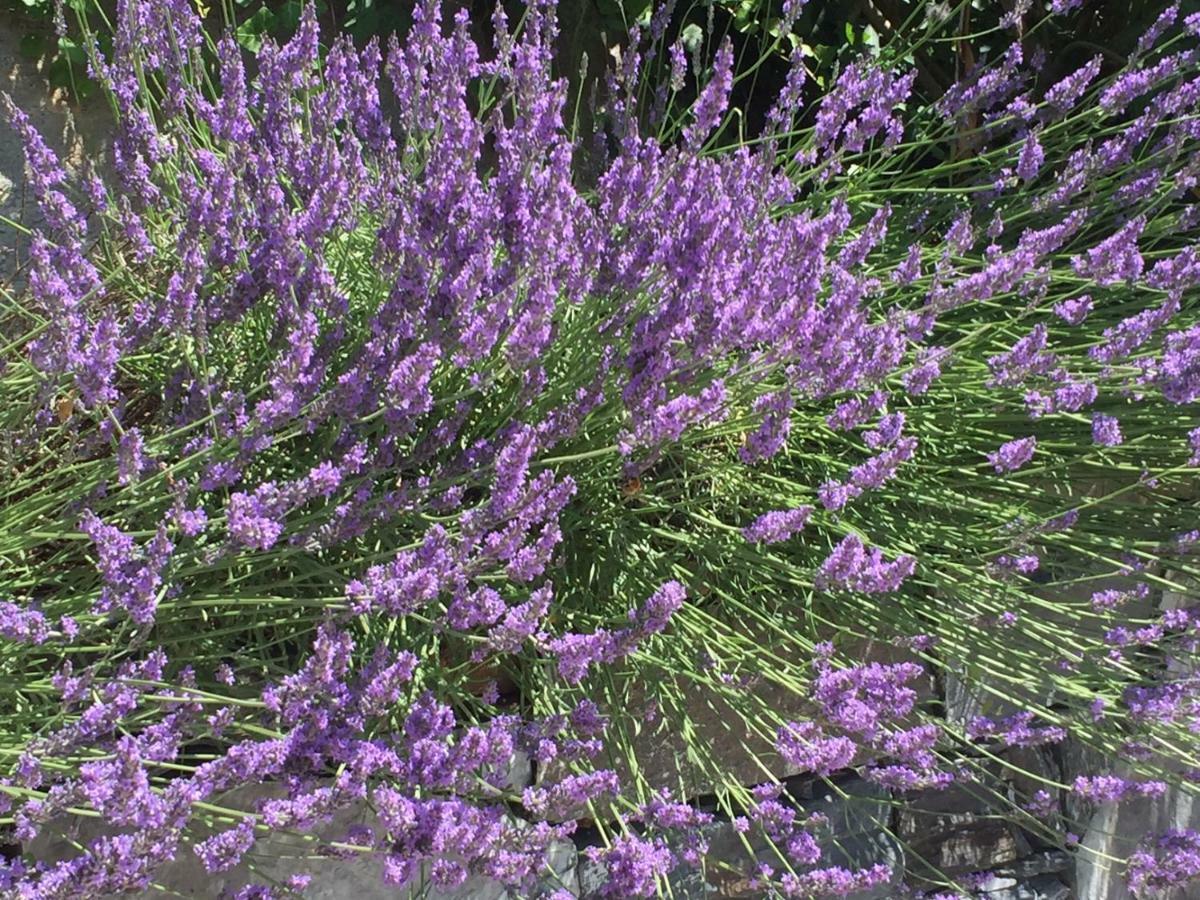 Maison Casa Lavanda ベッラージョ エクステリア 写真
